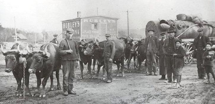 82.1.3 dbp281 pc oxen at hubleys east side c1905  cropped